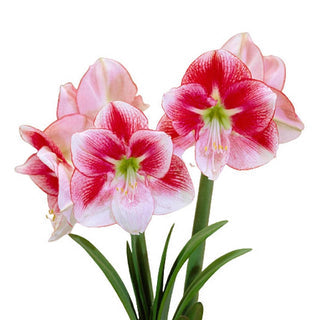Exception Amaryllis Seeds